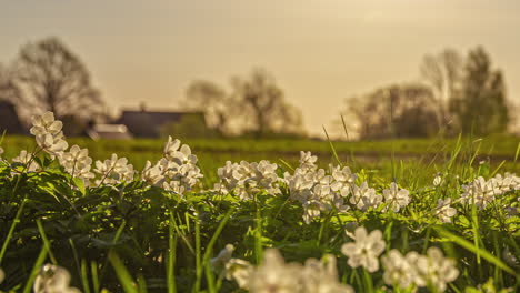 Lapso-De-Tiempo-De-Primer-Plano-De-Flores-Rosas-Blancas-Que-Florecen-A-Medida-Que-El-Sol-Sale-Hacia-El-Cielo