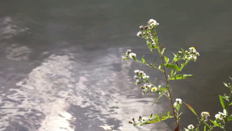 wild flowers with shimmering water reflecting sunlight and sky in the background