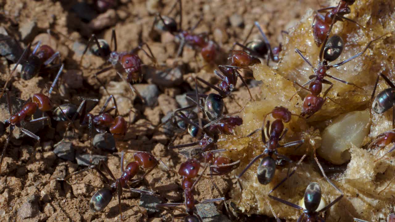 Macro closeup of ants collaborating to gather food on dry soil in natural daylight