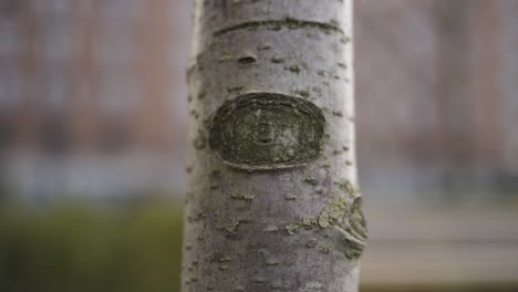 close-up of a tree trunk