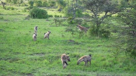 pack of hyenas running through green grass