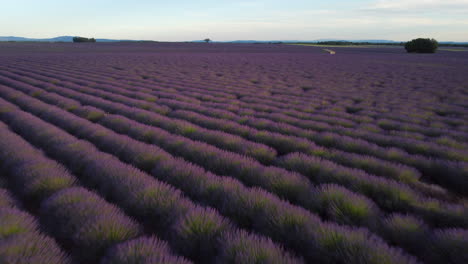 Valensole-Lavendelfeld-Luftaufnahme