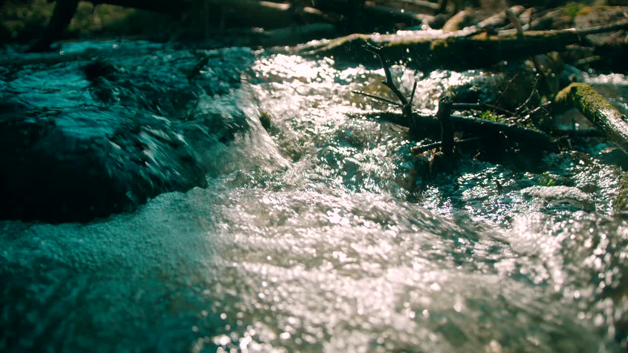 Primo Piano del Vapore nella Foresta