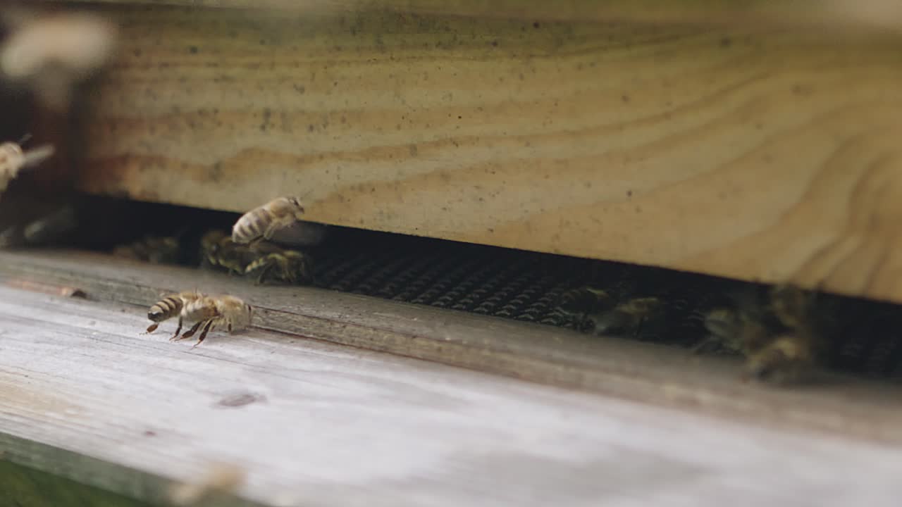 Honey Bees inside Brood Chamber at Apiary Bee Yard. Close Up Slow Motion