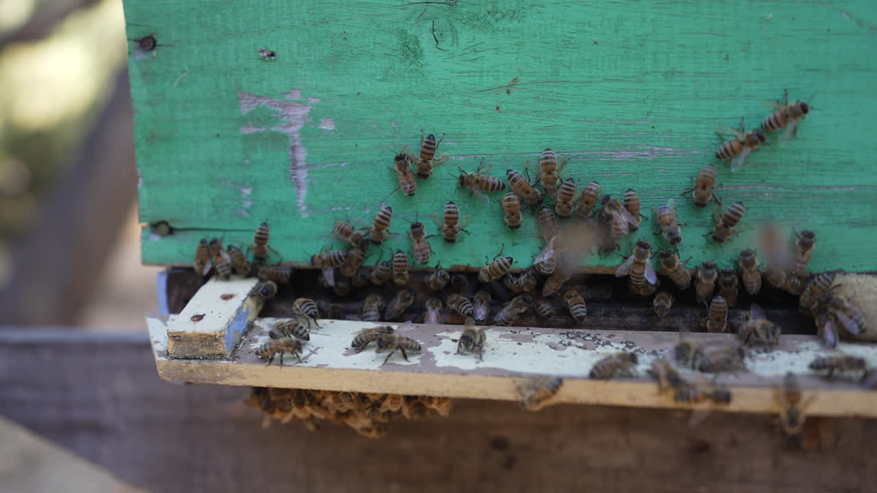 las abejas melíferas enjambran la entrada de una colmena de madera en un día soleado en quilpué, chile