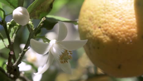 planting of oranges with biological control and pollination by bees