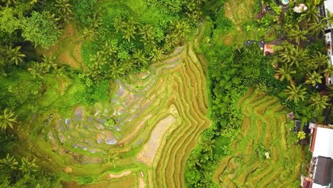 Bellas-Imágenes-Cinematográficas-De-Ubud,-Bali-Drone-Con-Exótica-Terraza-De-Arroz,-Pequeñas-Granjas-Y-Plantaciones-Agroforestales