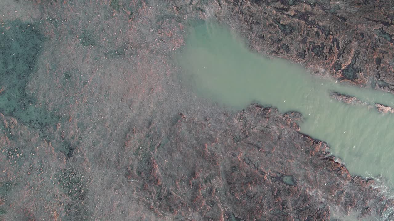 aéreo: vuelo de arriba hacia abajo a través de la costa rocosa que muestra estanques de rocas y aves marinas, gower de rhossili, dron de 4k