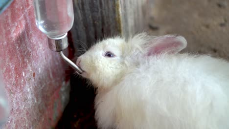 Cute-rabbit-drink-water