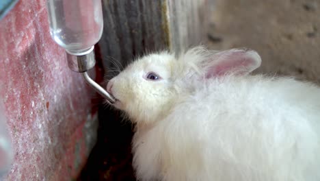 el conejo lindo bebe agua.