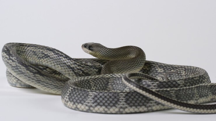 Vietnamese Blue Beauty Snake curled up on white background