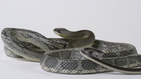 serpiente de belleza azul vietnamita acurrucada sobre un fondo blanco