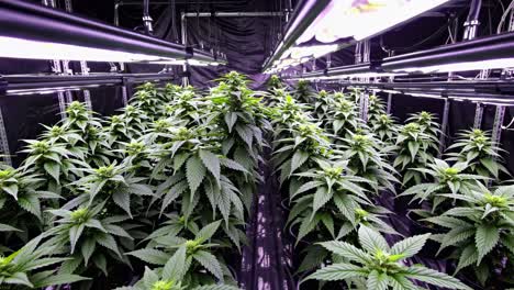 Close-up video shot of lush cannabis plants under bright grow lights, showcasing vibrant green