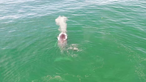 Vista-Aérea-De-Una-Ballena-Jorobada-Madre-Y-Su-Bebé-Nadando-Juntos-En-Aguas-Tranquilas-Del-Océano-Azul,-Ballena-Jorobada-Escupiendo,-Ballena-Jorobada-Con-Su-Hijo