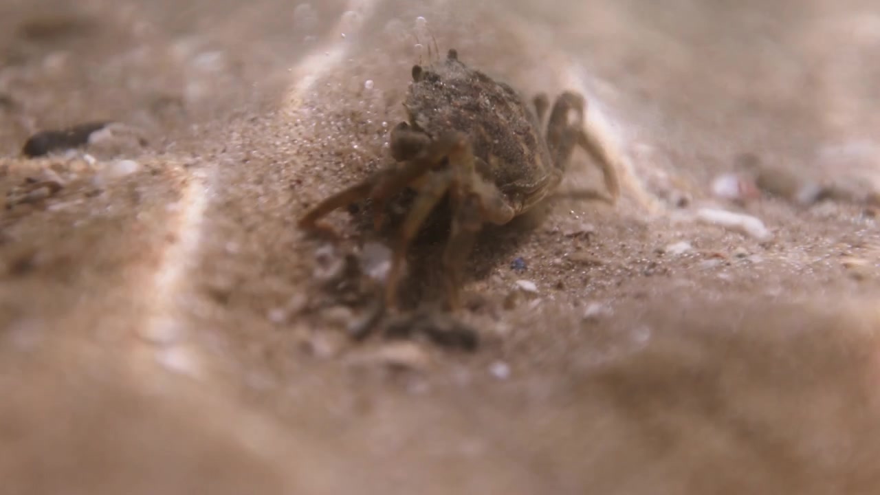 crab as it moves on the sandy ocean floor, underwater.