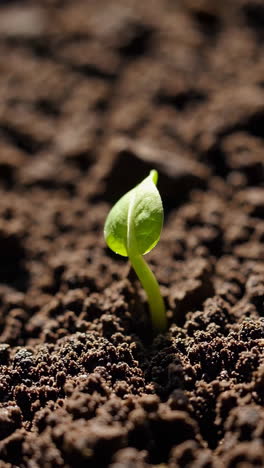 sprout emerging from soil