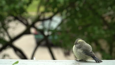 A-fledgling-of-the-tit-in-a-close-up-scene