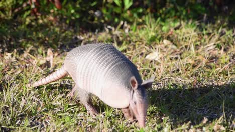 Primer-Plano-De-Armadillo-En-Luz-Dorada