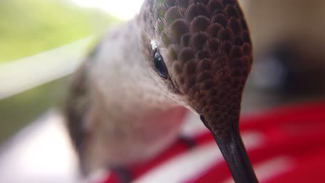 el mejor primer plano macro de una diminuta cabeza de colibrí con plumas marrones y verdes sentada en un comedero para pájaros a cámara lenta y tomando bebidas