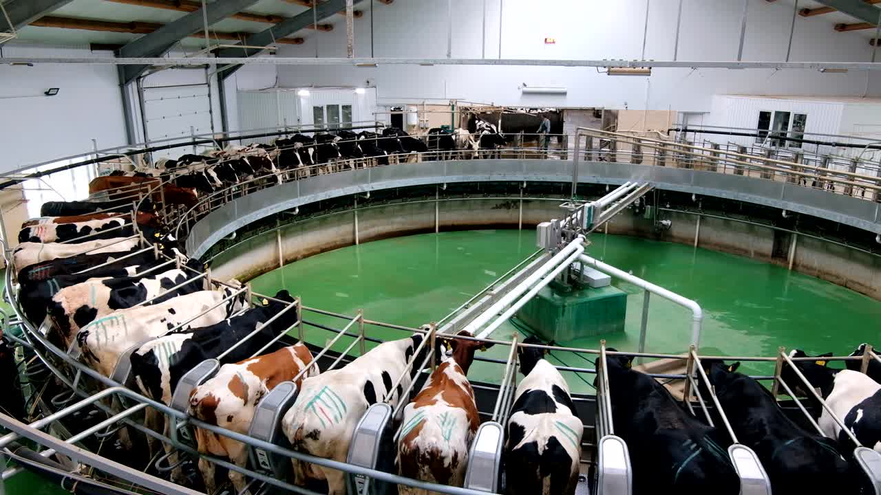 Melkkoeien met behulp van een automatisch industrieel rotatiesysteem voor het melken op een moderne melkveehouderij