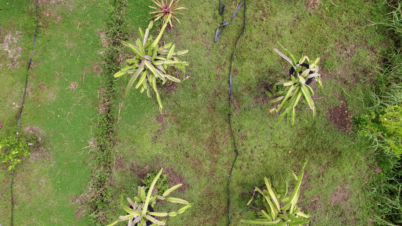 plantas de frutas de dragón top vista de drone de la granja, manguera de agricultura entre las plantas