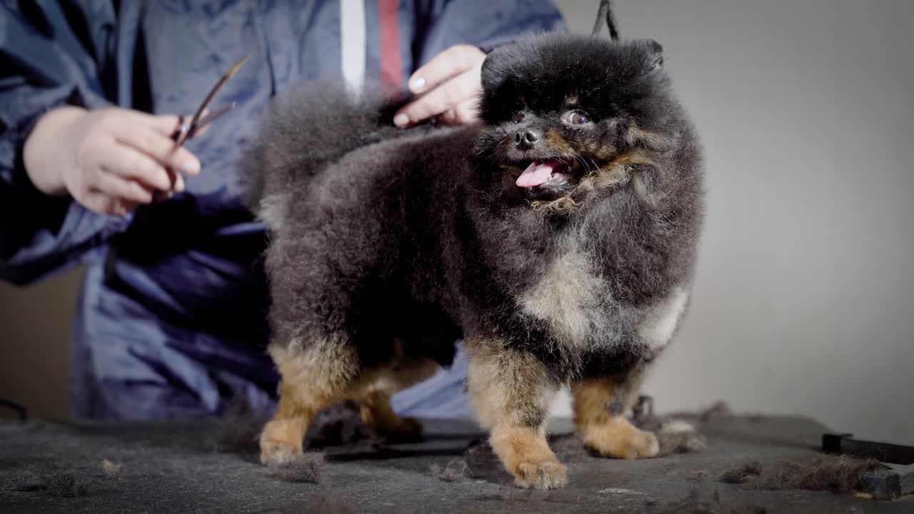 새로운 헤어스타일을 기다리는 혀를 가진 재미있는 작은 개. 전문적인 미용사는 검은 테이블에 스튜디오에서 가위와 함께 어두운 털이 많은 애완동물을 고 있습니다.