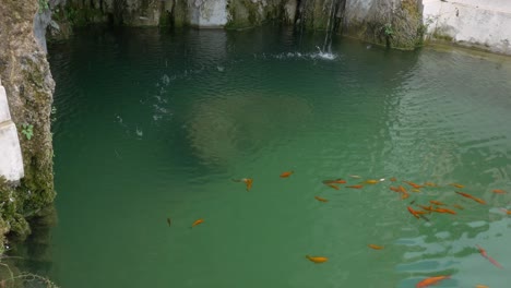 a group of goldfish swim in the fountain