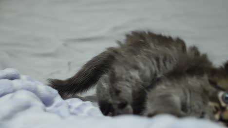 pequeño y lindo gatito atigrado oscuro maincoon jugando en la cama