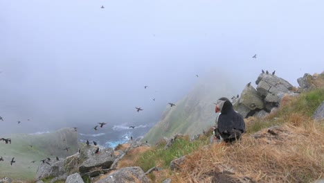 atlantic puffin (fratercula arctica), on the rock on the island of runde (norway).