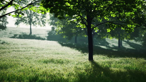 green park in city at sunset