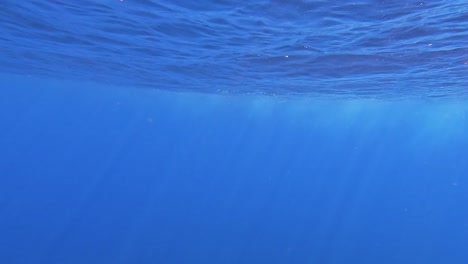 swimming beneath the surface of open ocean in the deep blue sea with sunlight filtering through water