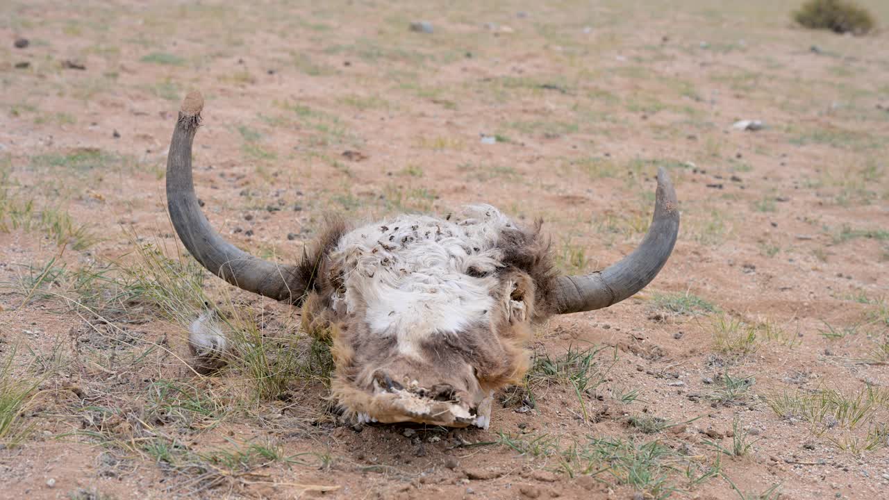 A close-up of a decaying yak skull with fur still attached, lying on the arid ground in Mongolia. A stark and graphic symbol of death and the circle of life in the wild