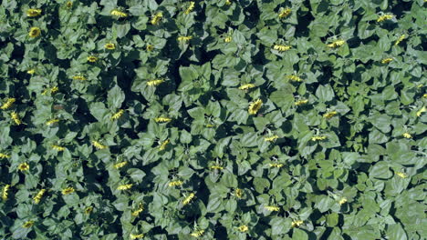 Sunflower-field