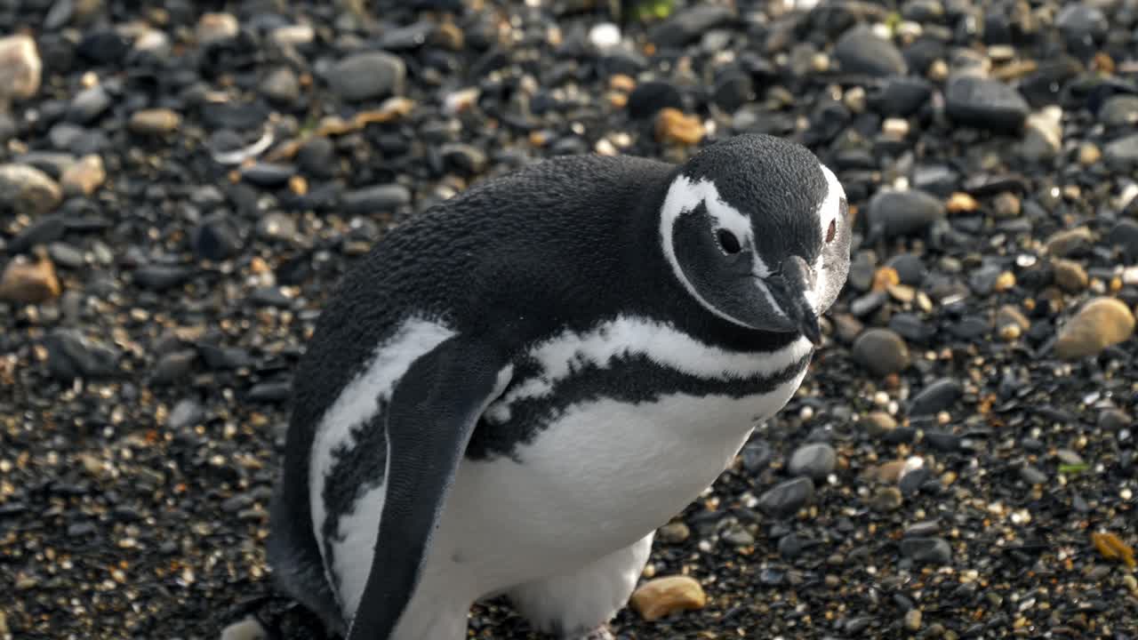 el pingüino de magallanes caminando en el mar en la isla martillo, ushuaia, argentina