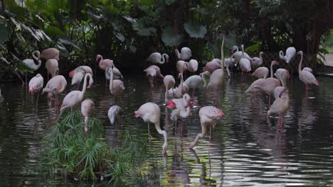 muchos flamencos en el agua