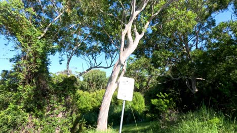 tree with sign in grassy area