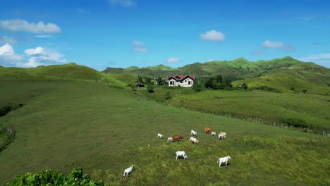 Haus-In-Grüner,-Abgelegener-Landschaft-Mit-Berggelände-Und-Rinderherde