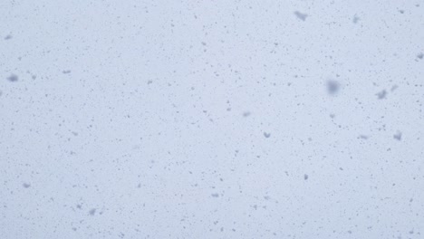 large flakes of snow fall against a bright sky