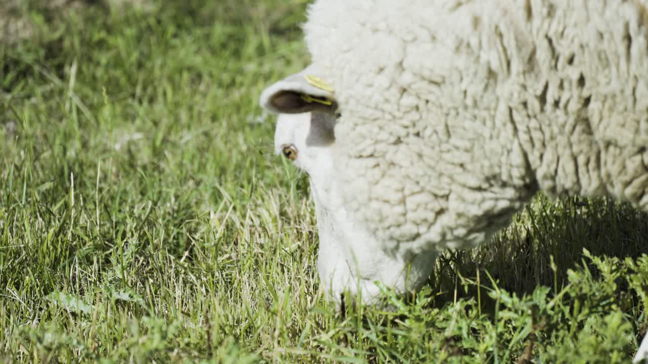 풀을 씹는 푸른 초원에서 풀을 뜯고 있는 흰 털양의 클로즈업 샷
