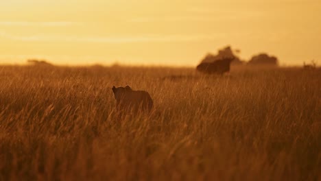 Löwenjagd-In-Afrika,-Löwin-Auf-Der-Jagd-Nach-Gnus-Im-Orangefarbenen-Sonnenuntergang-In-Der-Langgrassavanne-In-Kenia,-Tiere-Auf-Der-Masai-Mara-Wildtiersafari,-Die-Bei-Sonnenaufgang-Im-Morgengrauen-In-Dramatischem-Licht-Auf-Der-Pirsch-Sind