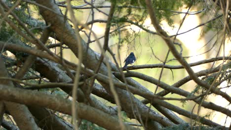 Blauer-Und-Schwarzer-Vogel,-Der-An-Sonnigen-Tagen-Auf-Einem-Holzzweig-In-Der-Wildnis-Sitzt-Und-Davonfliegt