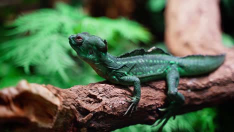 lagarto en la rama de un árbol pequeño observando su entorno