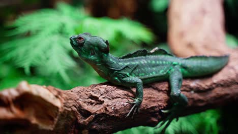 lizard on the small tree branch observing his surrounding