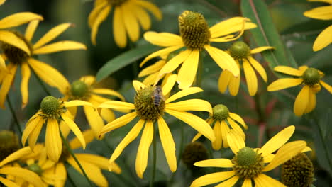 Schwarzäugige-Susanblume-Mit-Dem-Sammeln-Von-Pollen-Der-Biene