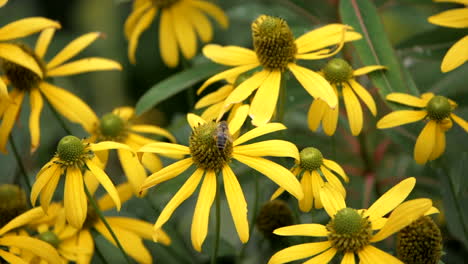 flor de susan de ojos negros con abeja recogiendo polen