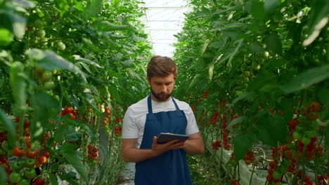 Investigador-Botánico-Trabajando-Tableta-Plantación-De-Tomate-Invernadero-Tecnológico