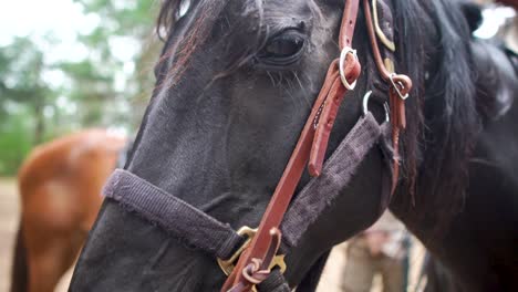 Mirando-Dentro-Del-Alma-Del-Caballo