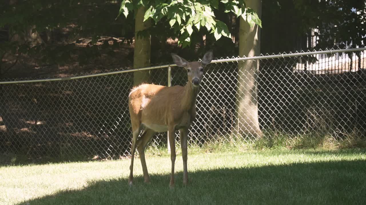 A tranquil whitetail doe grazing in a yard.