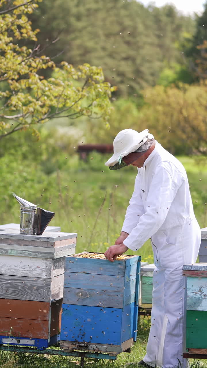 Man beekeeper in uniform working on beehive field. Beekeeping worker in protective uniform. Vertical video