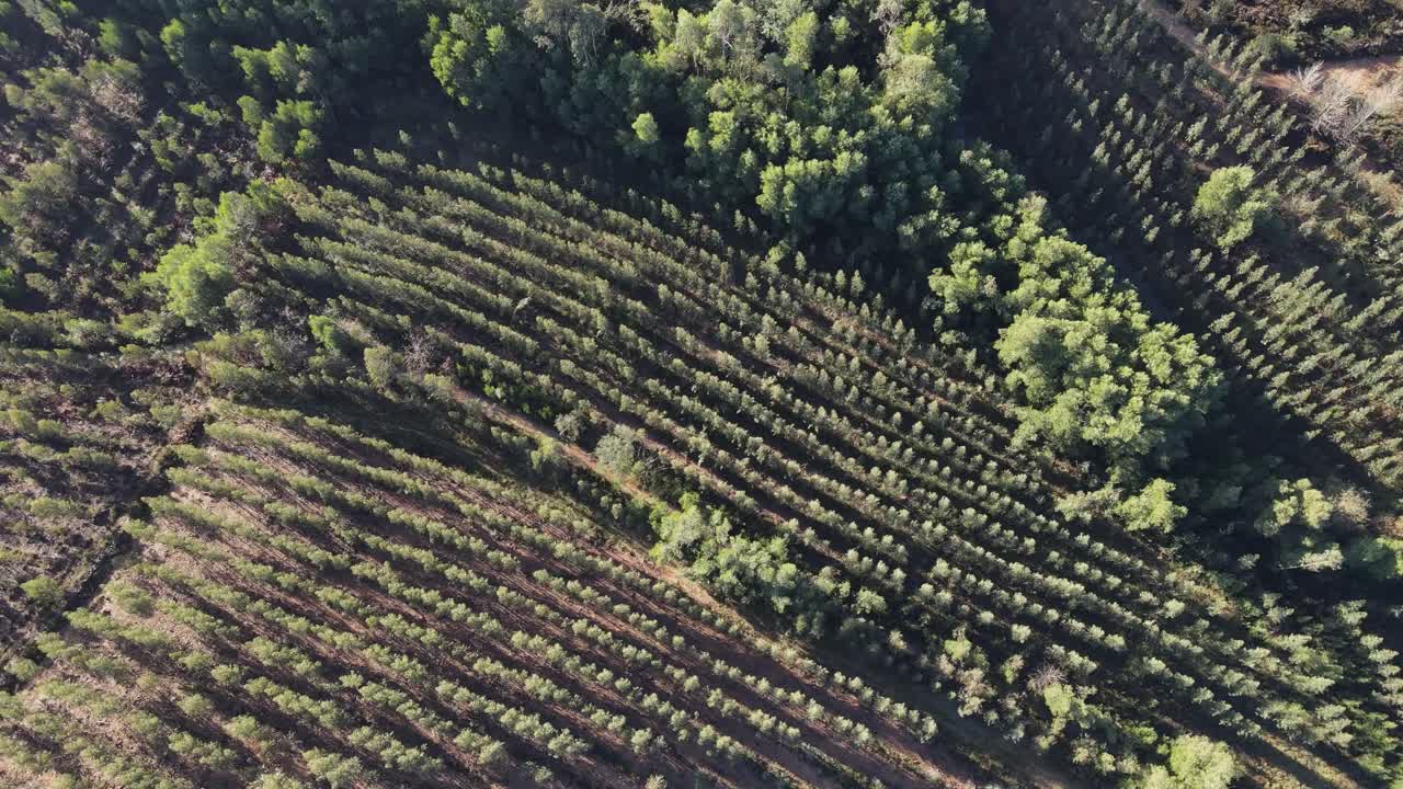 Monoculture of eucalyptus in Portugal